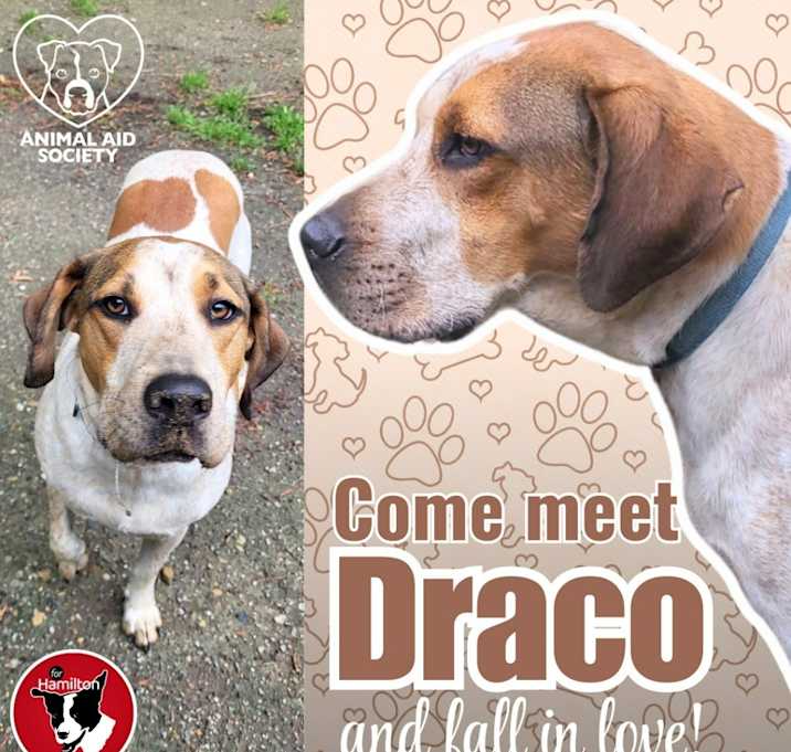 Photo of Draco