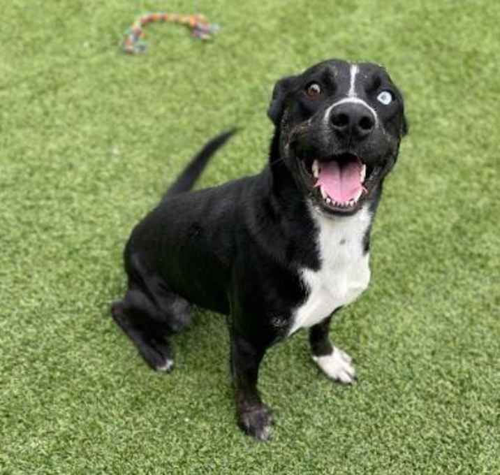 Photo of SMILEY