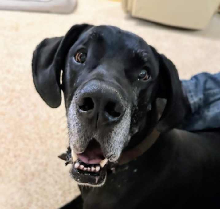 Photo of Rex