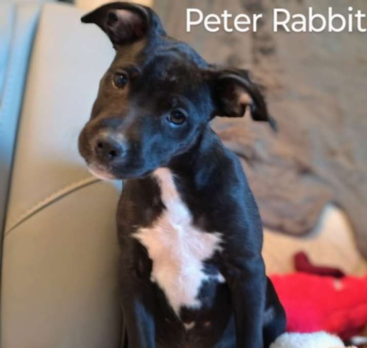 Photo of Peter Rabbit