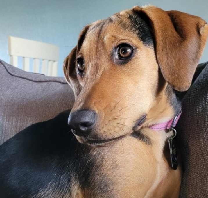 Photo of Lady