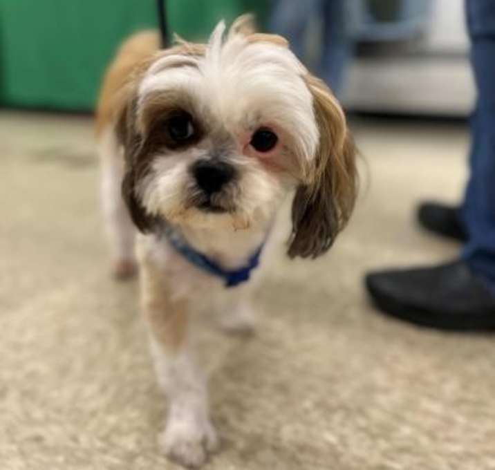 Photo of Spottie