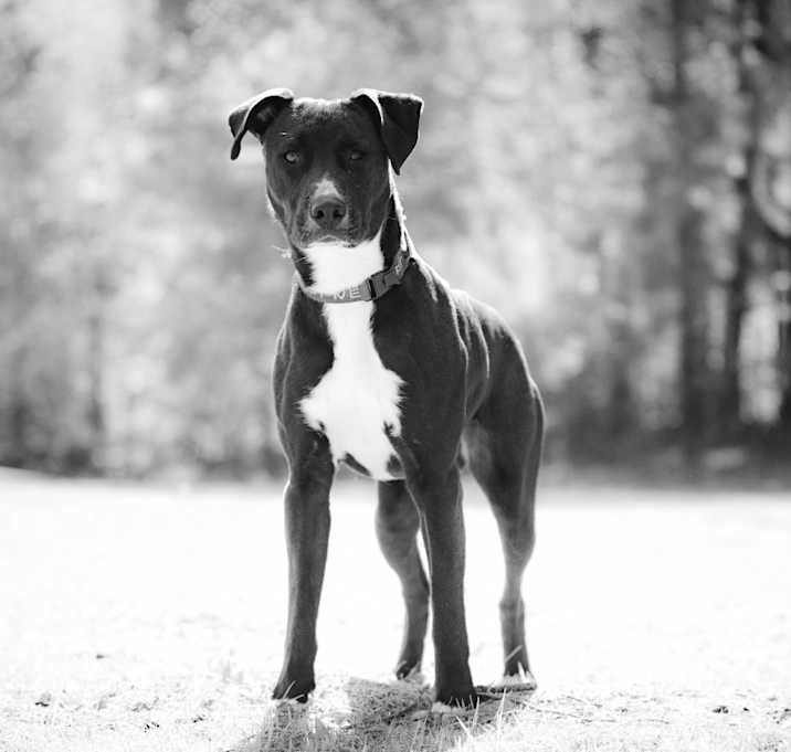 Photo of Rambo