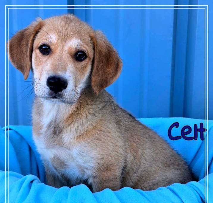 Photo of Celt
