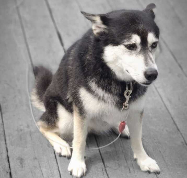 Photo of Zoey