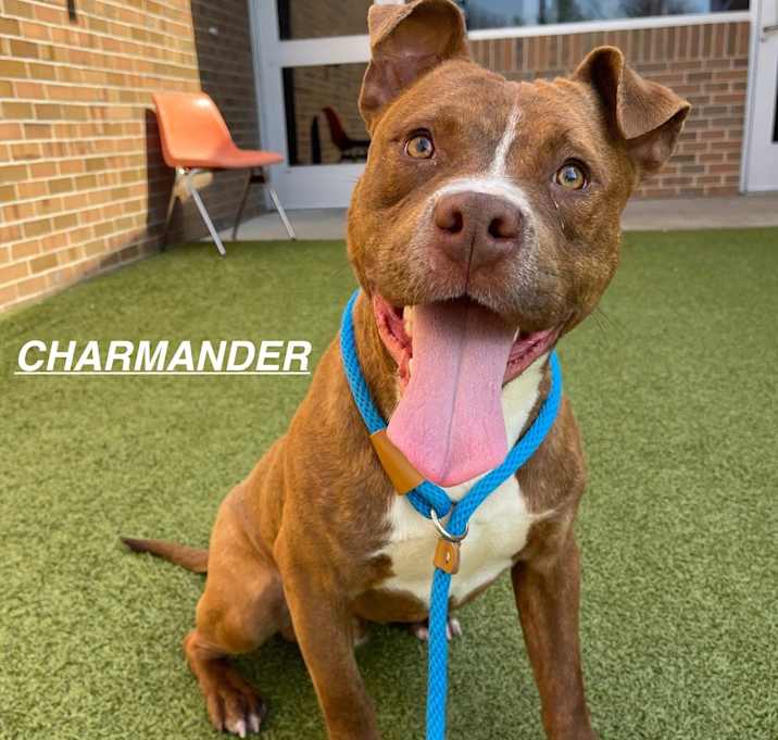 Photo of Charmander