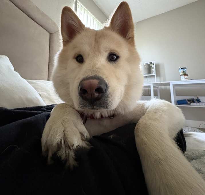 Photo of Hatchi