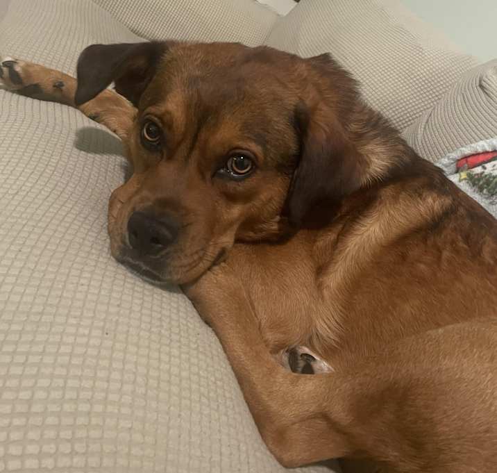 Photo of Chewy