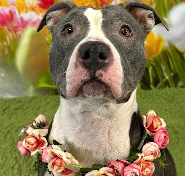 Photo of Daisy