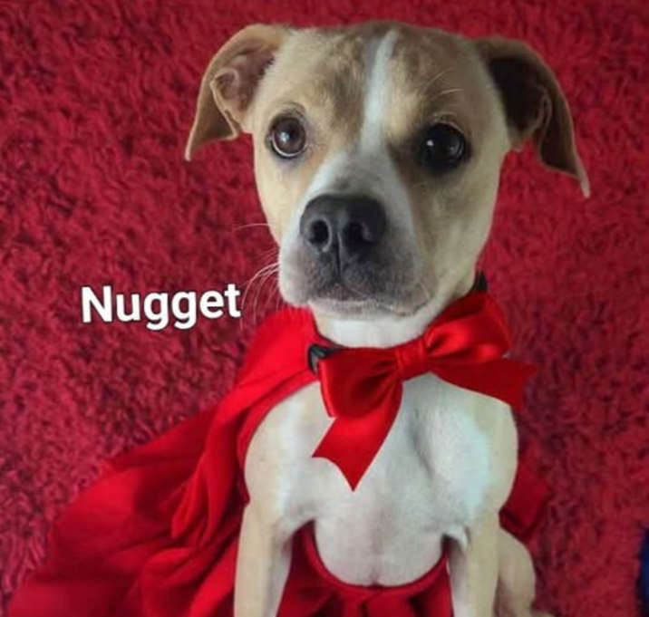 Photo of Nugget