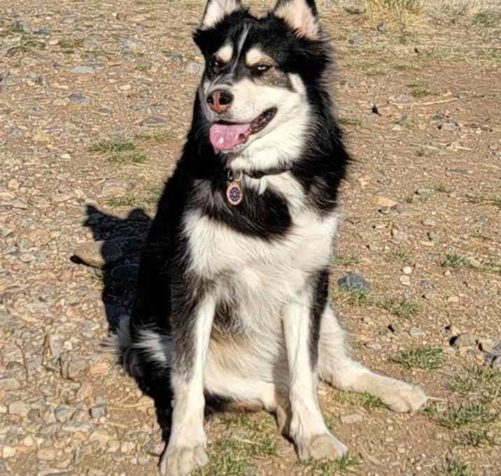 Photo of Meeko