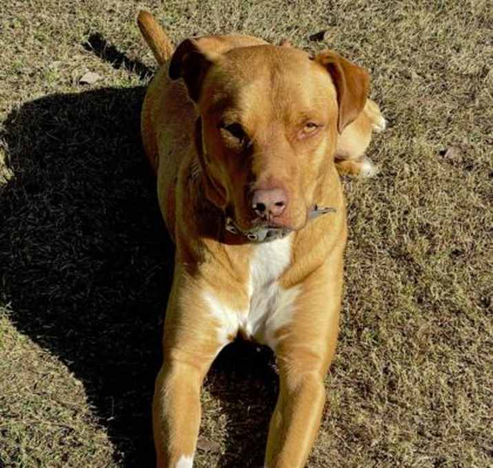 Photo of Boone
