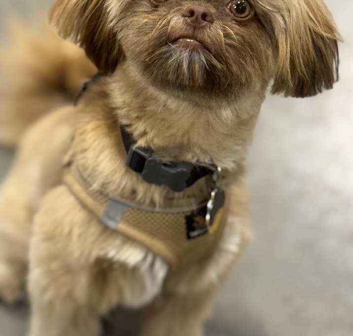 Photo of Toby