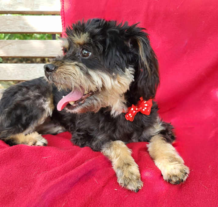 Photo of Ladybug
