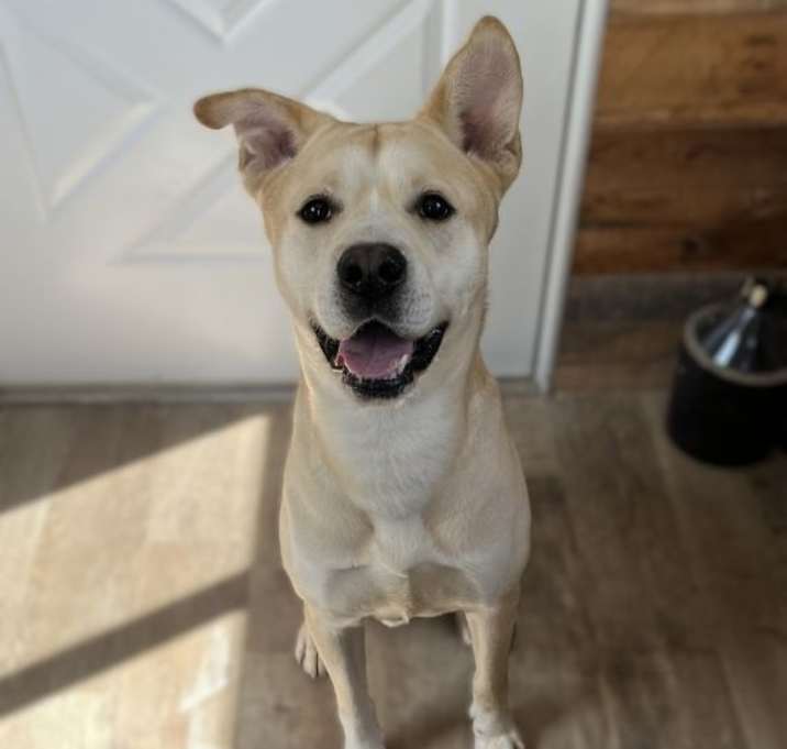 Photo of Hank