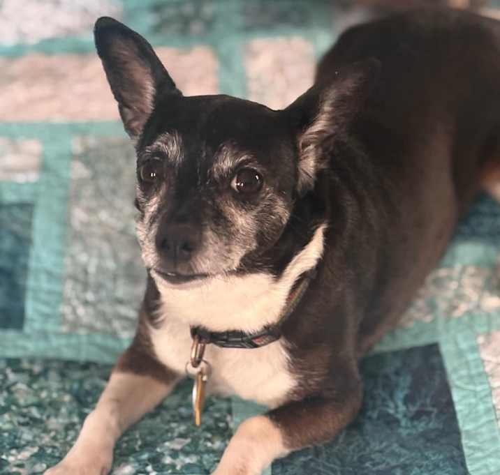 Photo of Lulu