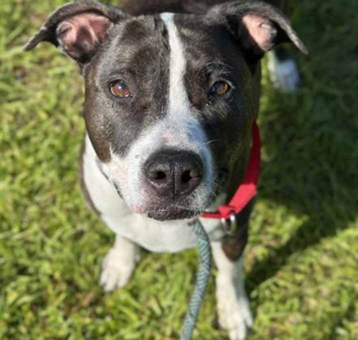 Photo of HARLEY