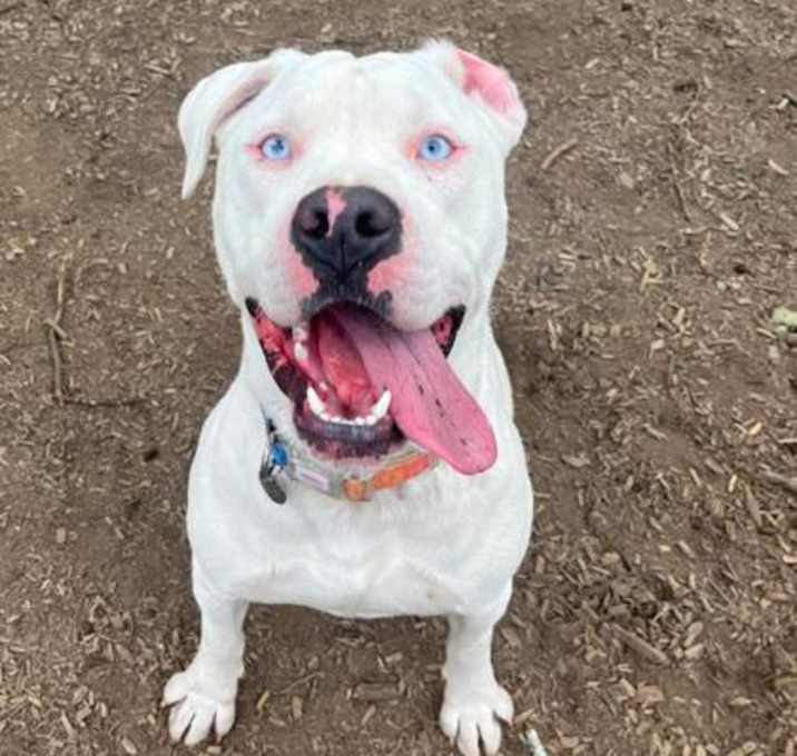 Photo of Blue