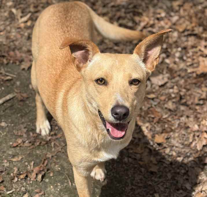 Photo of Sassafras