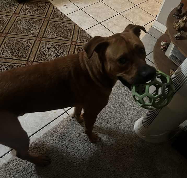 Photo of Rusty