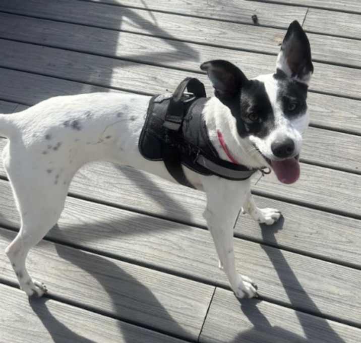 Photo of Dolly