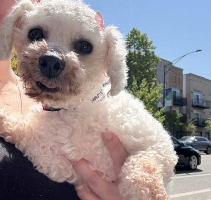 Photo of Lambie