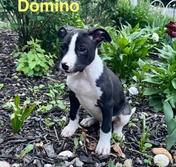 Photo of Domino BW Society