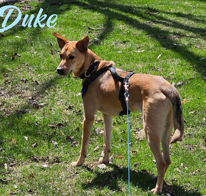 Photo of Duke