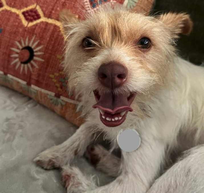 Photo of Dixie