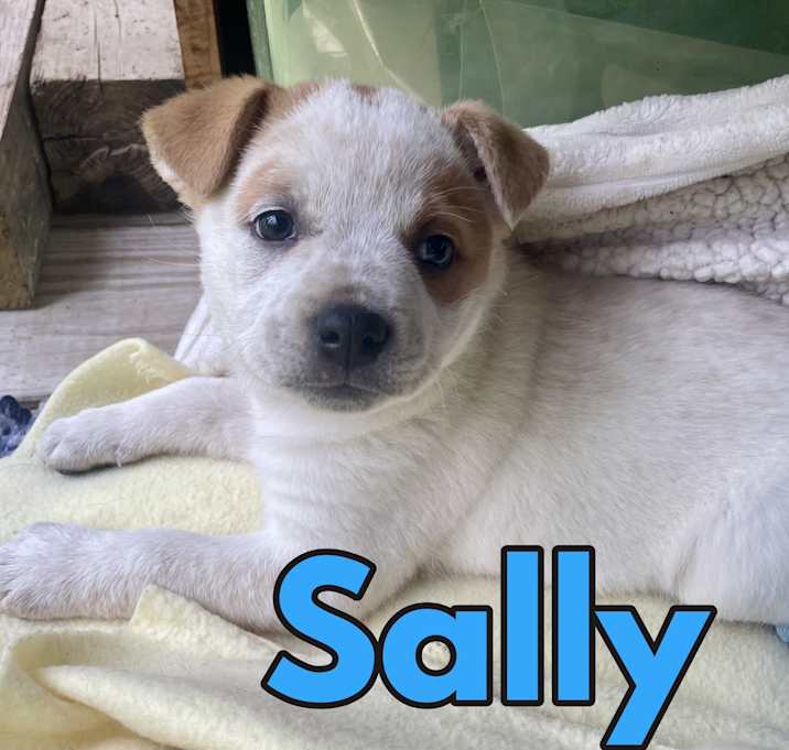 Photo of Sally in Texarkana TX