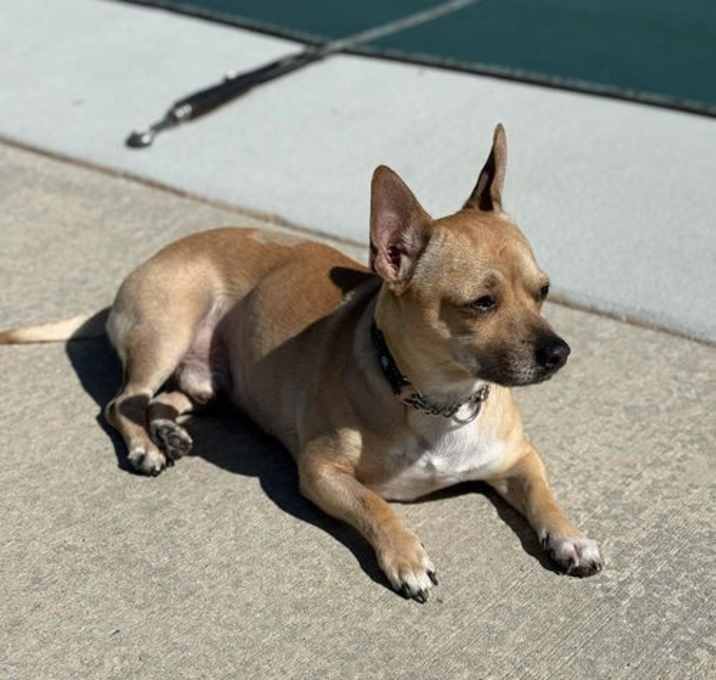 Photo of Stitch