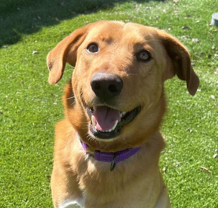 Photo of Cooper