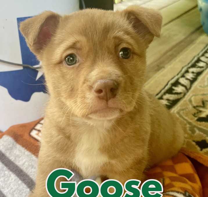 Photo of Goose in Texarkana TX