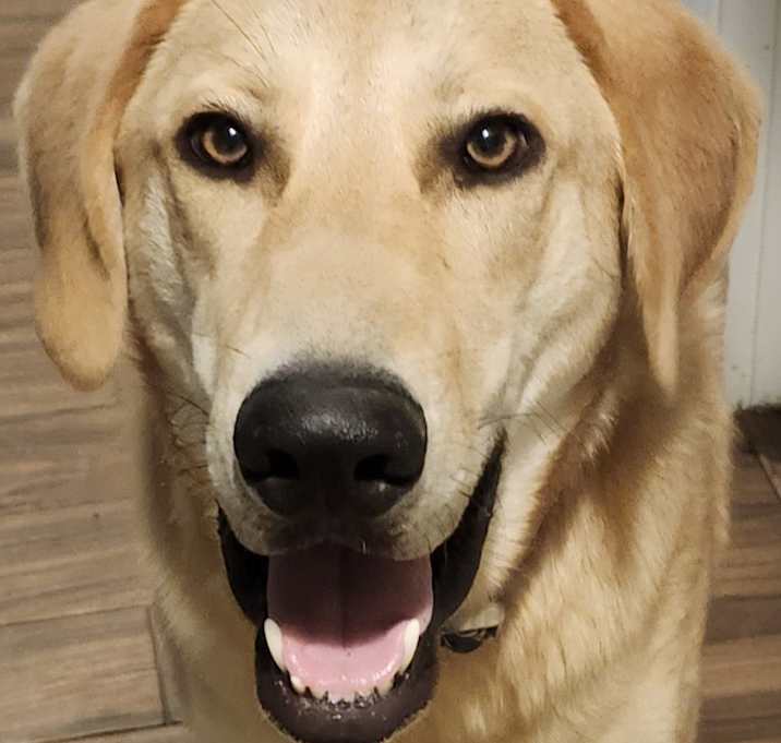 Photo of WALDO