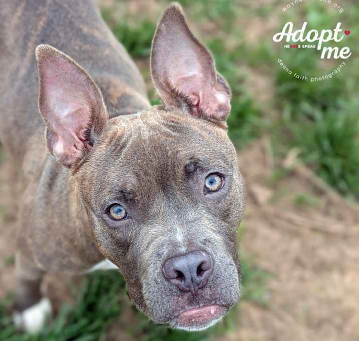 Photo of Meadow