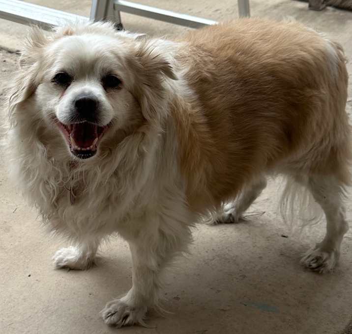 Photo of Bandit