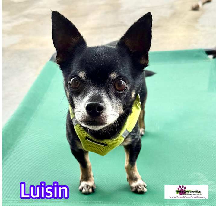 Photo of Luisin