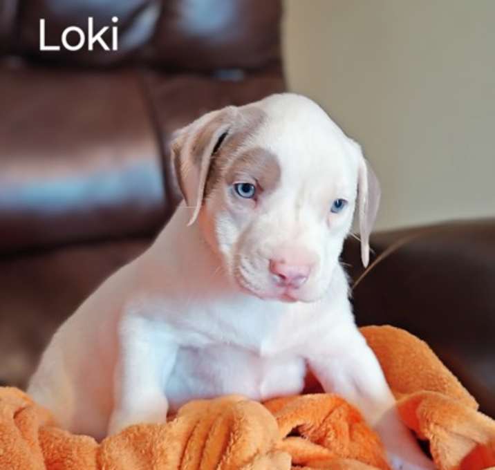 Photo of Loki