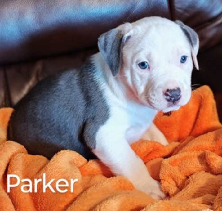 Photo of Parker