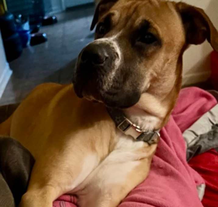 Photo of Princess Athena Rose