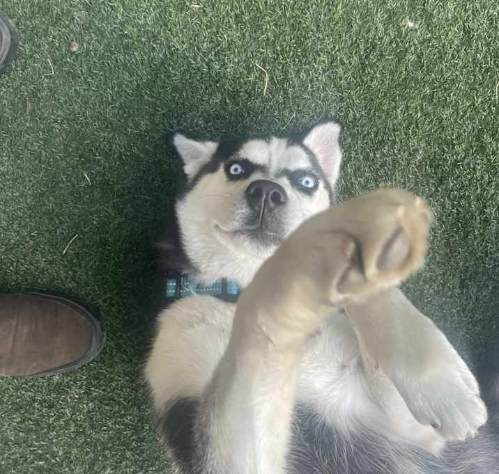 Photo of Blue