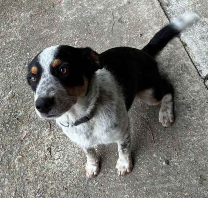 Photo of Bailey URGENT