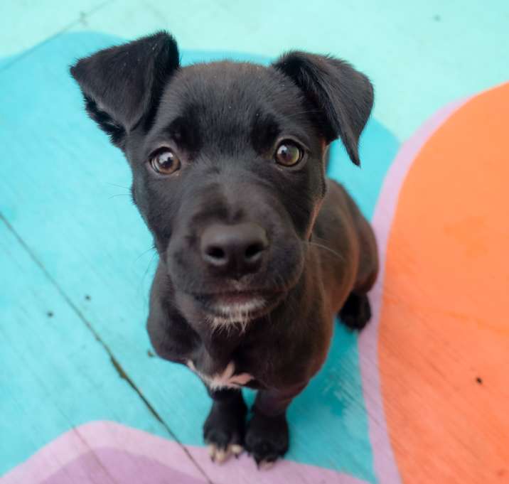 Photo of Ziggy