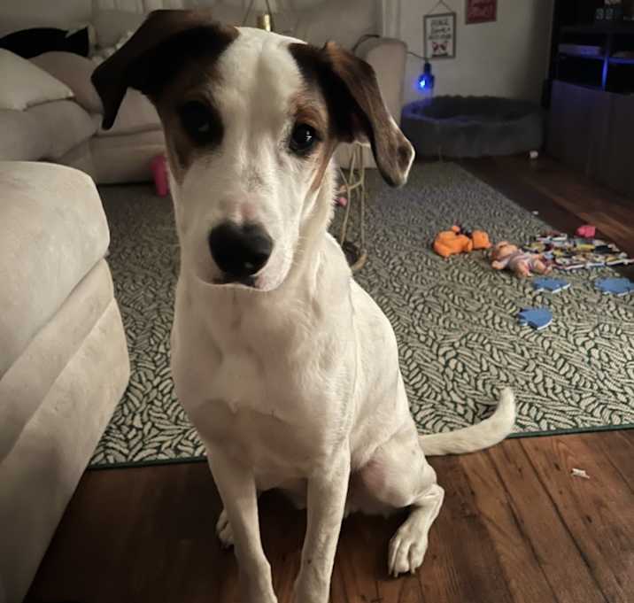 Photo of Loki