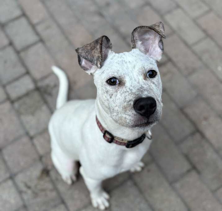 Photo of Blaze
