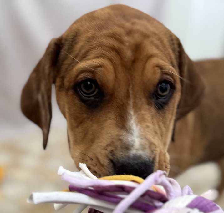 Photo of Penelope