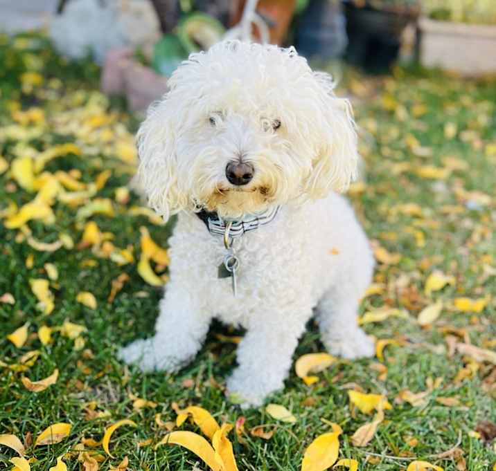 Photo of Daisy