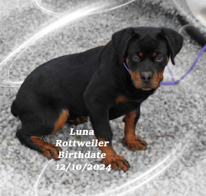 Photo of Luna
