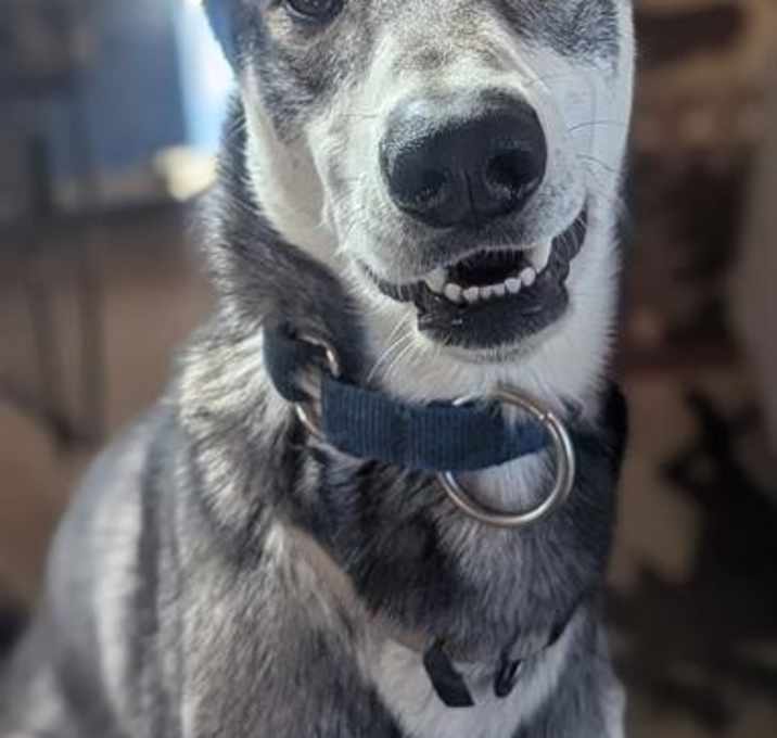 Photo of ARLO