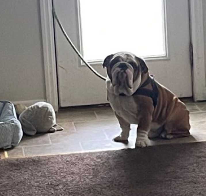 Photo of Kona